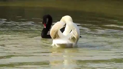 swans dating